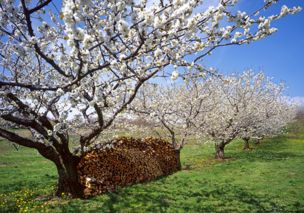     Cherry Tree Blossom, Burgenland 